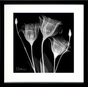 yCZXvgzgQA[g XRay G |X^[ A[gpl _ A[g G  ŉ ۉ i gOt VNXN[ A[gt[ CeA t[t