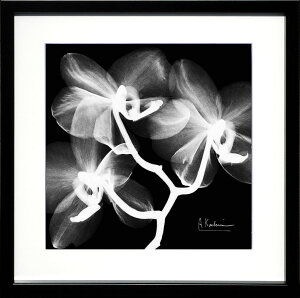 yCZXvgzgQA[g XRay G |X^[ A[gpl _ A[g G  ŉ ۉ i gOt VNXN[ A[gt[ CeA t[t