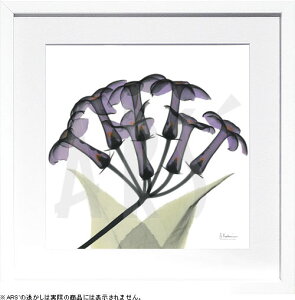 yCZXvgzgQA[g XRay G |X^[ A[gpl _ A[g G  ŉ ۉ i gOt VNXN[ A[gt[ CeA t[t