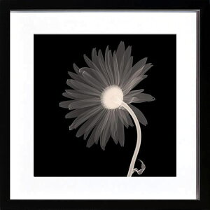 レントゲンアート アートパネル アート ポスター x−ray アートフレーム インテリア 北欧 おしゃれ 額 入り タペストリー 壁掛け インテリアアートパネル モダンアート 絵画 インテリア 抽象