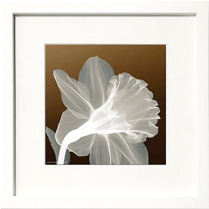 レントゲンアート アートパネル アート ポスター x−ray アートフレーム インテリア 北欧 おしゃれ 額 入り タペストリー 壁掛け インテリアアートパネル モダンアート 絵画 インテリア 抽象