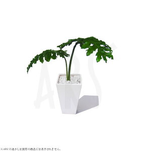 tFCNO[ CeAO[ A[eBtBVO[ lHϗtA  CeA  ^ ~j  C G} LCeAO[ tBfh Z