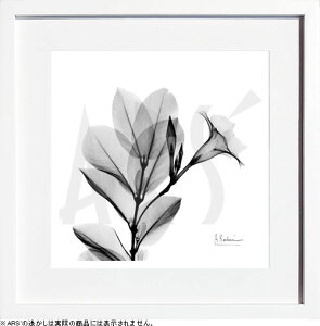 yCZXvgzgQA[g XRay G |X^[ A[gpl _ A[g G  ŉ ۉ i gOt VNXN[ A[gt[ CeA t[t