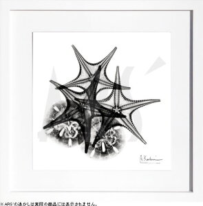 yCZXvgzgQA[g XRay G |X^[ A[gpl _ A[g G  ŉ ۉ i gOt VNXN[ A[gt[ CeA t[t