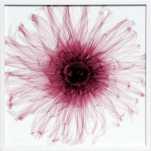 yCZXvgzgQA[g XRay G |X^[ A[gpl _ A[g G  ŉ ۉ i gOt VNXN[ A[gt[ CeA t[t