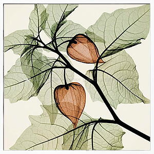 yCZXvgzgQA[g XRay G |X^[ A[gpl _ A[g G  ŉ ۉ i gOt VNXN[ A[gt[ CeA t[t