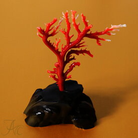1点物 日本産血赤珊瑚『拝見』 3月 誕生石 珊瑚 置物 還暦祝 赤 結婚 35周年 プレゼント 本珊瑚 さんご サンゴ