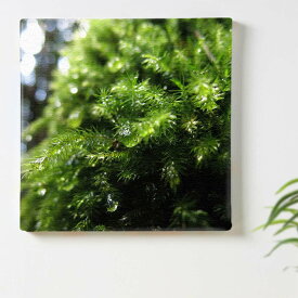 植物 自然 グリーンのインテリア用アートパネル ファブリック パネル ポスター ボード 壁掛け アート 絵 おしゃれ インテリア 玄関 57cm×57cm 【返品保証】