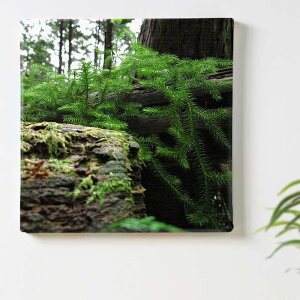 A R O[̃CeApA[gpl t@ubN pl |X^[ {[h Ǌ| A[g G  CeA  30cm×30cm MTCY yԕiۏ؁z