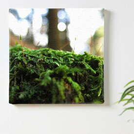 植物 自然 グリーンのインテリア用アートパネル ファブリック パネル ポスター ボード 壁掛け アート 絵 おしゃれ インテリア 玄関 57cm×57cm 【返品保証】