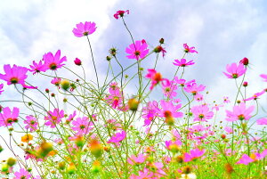 iʐ^pl RXXƉ_ CeA A[gpl Ǐ Ǌ| zv炸 ͗lւ ͋C  ̎vo rO ItBX  v[g Mtg i ԗ j  