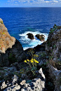 iʐ^|X^[ iǕ cF i݂Ȃ݂j cuL 08 CeA A[g|X^[ v[g Mtg j  V oY a w  l AE JX J LO Okrb-66