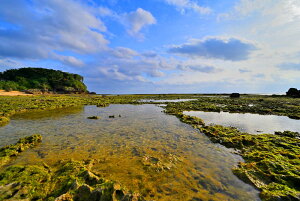 iʐ^pl V Ȃ݂̖ 01 v[g Mtg i ԗ j  Vz z a LO  CeA fBXvC OtBbN A[gpl Tkns-06-M30