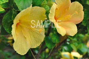 iʐ^|X^[  哌 nCrXJX ̑厩Rɖ osp-50