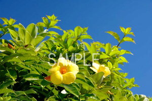 沖縄 南大東島 オオバナアリアケカズラの花 4切W 風景写真 4W-246