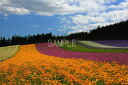 風景写真ポスター 北海道 富良野 ファーム富田 彩りの畑 ボタニカル グラフィック アート ウォールデコ 癒やし オシャ…