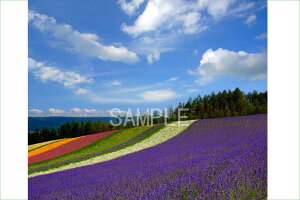風景写真ポスター 北海道 富良野 ファーム富田 彩りの畑 osp-260