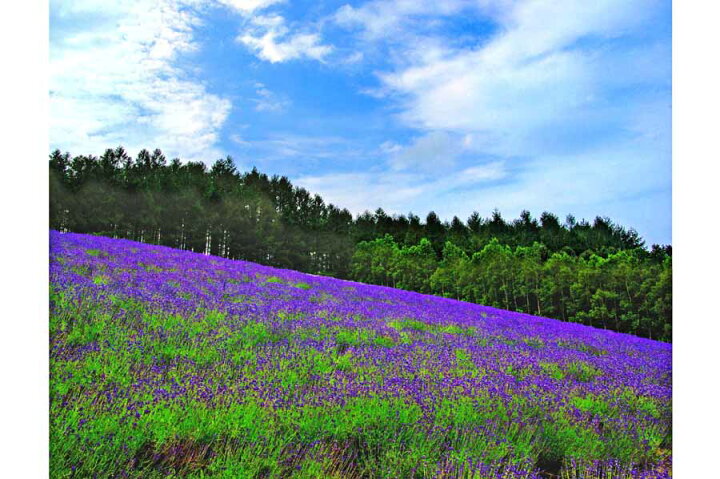 楽天市場 北海道 富良野 日の出ラベンダー園 花畑 2lw写真 2lw 263 写真パネルのあぁとすぺーすつくば