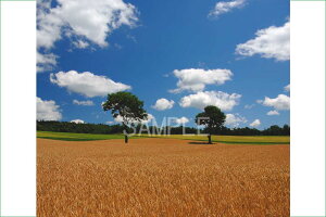 iʐ^|X^[ kC xǖ [ w̖ osp-303