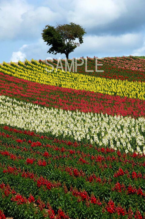 楽天市場 北海道 美瑛 四季彩の丘 花畑 2lw写真 2ｌｗ 316 楽ギフ 包装 写真パネルのあぁとすぺーすつくば