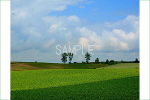 iʐ^|X^[ kC l ptB[̖ A[g _ G ART A[gt[ ǂ̊G Ǌ| wi osp-322