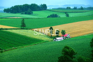 iʐ^|X^[ kC l Ԃ̉ v[g Mtg j  Vz a LO Nj osp-348