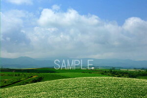 iʐ^|X^[ kC l R𖞋ik̑n osp-377