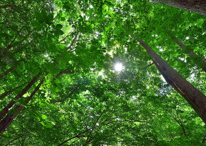 iʐ^|X^[ st ؘR V΂Ƒz 10 v[g Mtg j  Vz a LO Nj TKP-023