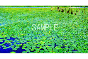 iʐ^|X^[  c ʂɕԈʂ̃ATU CeA Ǌ| Ǐ ͗lւ ͋C rO _CjO ItBX  osp-00