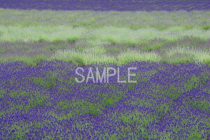 iʐ^|X^[ kC xǖ t@[xc x_[ {^jJ OtBbN A[g EH[fR ₵ IV _ osp-70