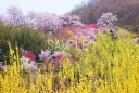 福島 桃源郷 花見山 4切W 風景写真 ボタニカル 癒やし オシャレ モダン 4W-22