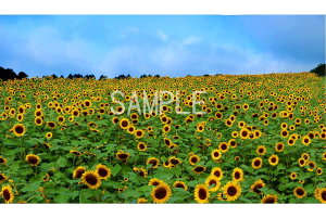 風景写真ポスター 福島 猪苗代高原 大輪の花が咲き誇るひまわり畑 01 ボタニカル グラフィック アート ウォールデコ 癒やし オシャレ モダン osp-98