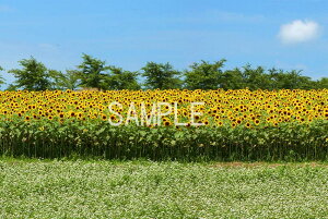 iʐ^|X^[  c㍂ Ђ܂蔨Ƌ̉ {^jJ OtBbN A[g EH[fR ₵ IV _ osp-99