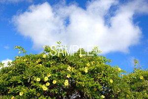 沖縄 南大東島 オオバナアリアケカズラの花 4切W 風景写真 インテリア ディスプレイ 模様替え タペストリー 風景ポスター 新築祝い 引っ越し祝い出産祝い 結婚祝い 母の日 プレゼント 4W-79