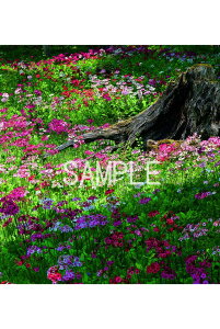  N\E 4 iʐ^  A {^jJ Ǌ| Ǐ CeA A[g fBXvC ^yXg[ j Mtg v[g 4-87