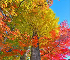 楽天市場 赤いツツジの通販