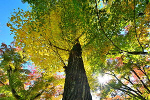 iʐ^pl s ω gt 13 CeA A[gpl EH[A[g pl ʐ^ Ǌ| Ǐ zv炸 ͗lւ ͋C v[g Mtg j  Vz z