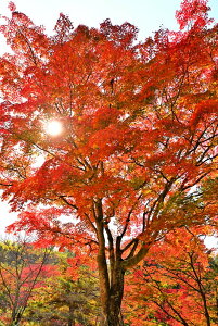 iʐ^pl s ω gt 17 CeA A[gpl EH[A[g pl ʐ^ i H R  v[g Mtg j  Vz oY a w  l Nj