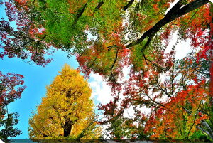 iʐ^pl s ω gt 16 ʉ摜 CeA A[gpl EH[A[g pl ʐ^ i H R  v[g Mtg j  Vz oY a w 