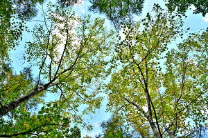 iʐ^pl  {s kJxRV̖؁X 04 A[gpl CeA Ǌ| Ǐ ͗lւ ͋C  rO _CjO ItBX  v[g Mt