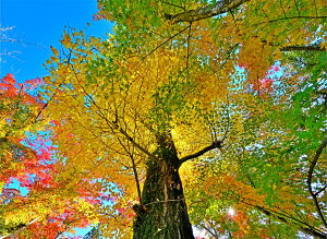 iʐ^pl s ω gt 15 ʉ摜 A[gpl CeA EH[A[g OtBbN pl ʐ^ H R  a ₵  Ǌ| Ǐ zv炸 