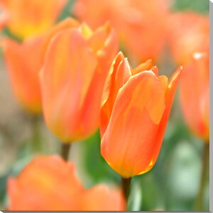 iʐ^pl `[bv LoXn {^jJ t iF ̂ǂ ₵ A[gpl CeA fBXvC pl ʐ^ Ǐ Ǌ| zv炸 ͗lւ ͋C  ̎v