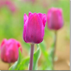 iʐ^pl `[bv LoXn {^jJ t iF ̂ǂ ₵ A[gpl CeA EH[fR fBXvC pl ʐ^ Ǐ Ǌ| zv炸 ͗lւ ͋C