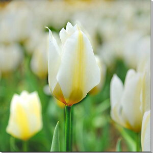 iʐ^pl `[bv LoXn {^jJ A[gpl CeA EH[fR OtBbNA[g pl ʐ^ Mtg v[g j  oY a w  l 