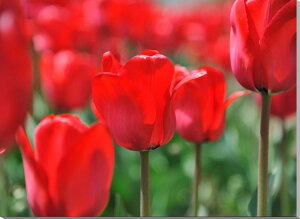 iʐ^pl `[bv LoXn CeA A[gpl EH[fR fBXvC pl ʐ^ Ǐ Ǌ| zv炸 ͗lւ ͋C  Mtg v[g j 