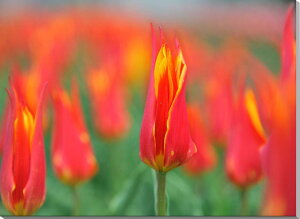 iʐ^pl `[bv LoXn {^jJ A[gpl CeA pl ʐ^ OtBbN EH[fR Ǌ| Ǐ zv炸 ͗lւ ͋C  IV 