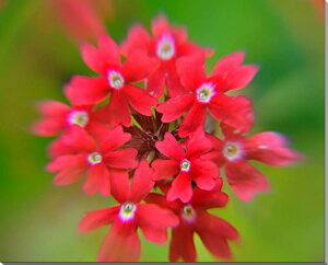 iʐ^pl o[xi LoXn  {^jJ A[gpl CeA OtBbNA[g EH[fR pl ʐ^ ₵  _ v[g Mtg j  Vz 