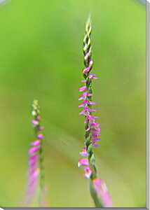 iʐ^pl lWoi LoXn CeA A[gpl pl ʐ^ fBXvC EH[fR Ǐ Ǌ| zv炸 ͗lւ ͋C  ₵ q[O IV 