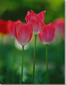 iʐ^pl `[bv LoXn {^jJ ₵ q[O  IV CeA A[gpl EH[fR fBXvC pl ʐ^ Mtg v[g j 