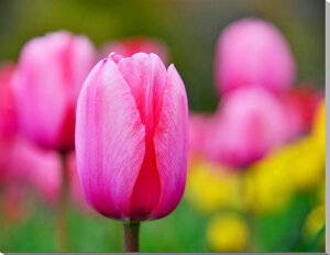 iʐ^pl `[bv LoXn {^jJ t ̂ǂ ₵ IV A[gpl CeA EH[fR fBXvC pl ʐ^ Ǐ Ǌ| zv炸 ͗lւ 